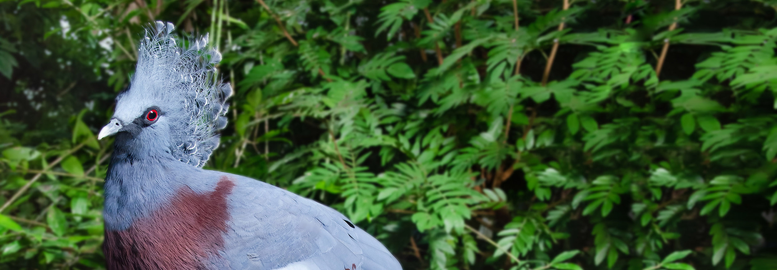Vogel in Klein Costa Rica